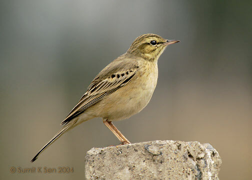 Pipit rousseline