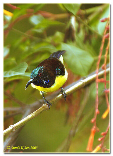 Purple-rumped Sunbird