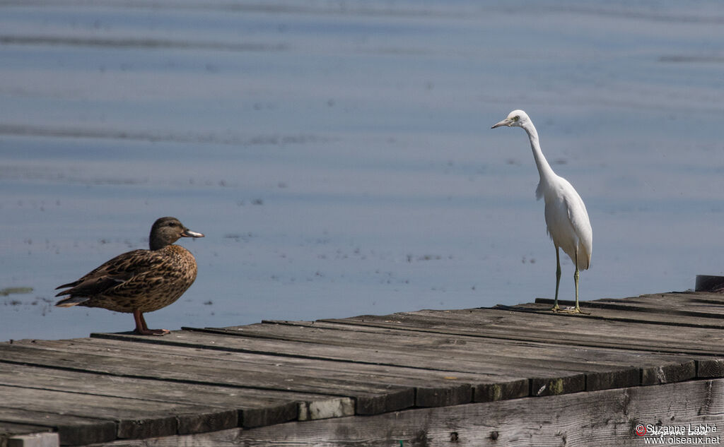 Aigrette bleue