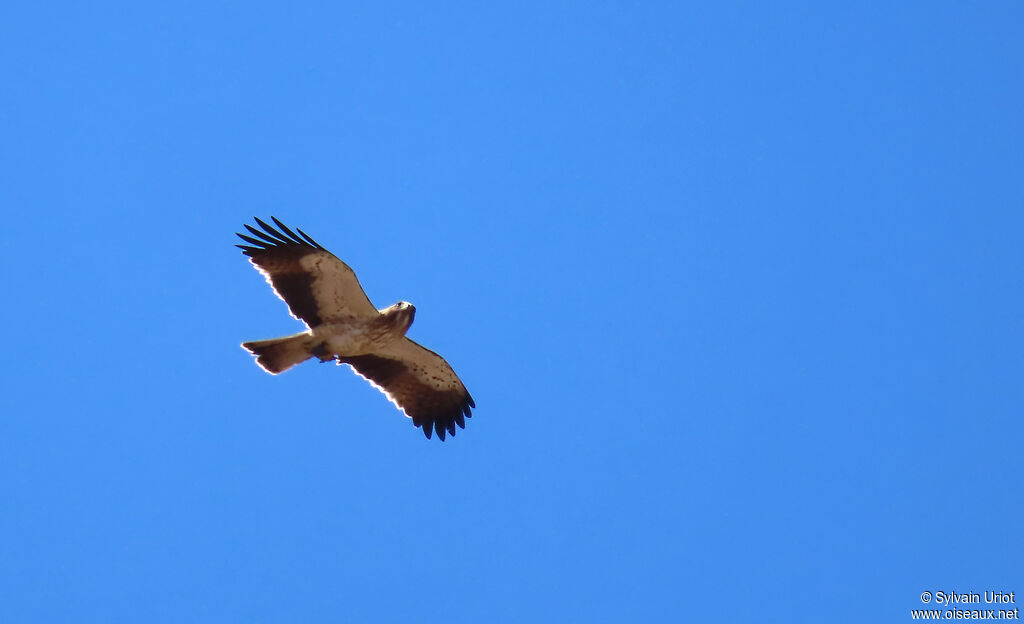 Aigle botté