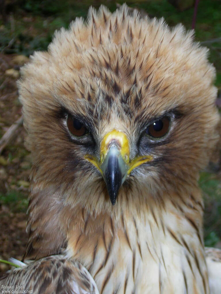 Booted Eagleadult, close-up portrait