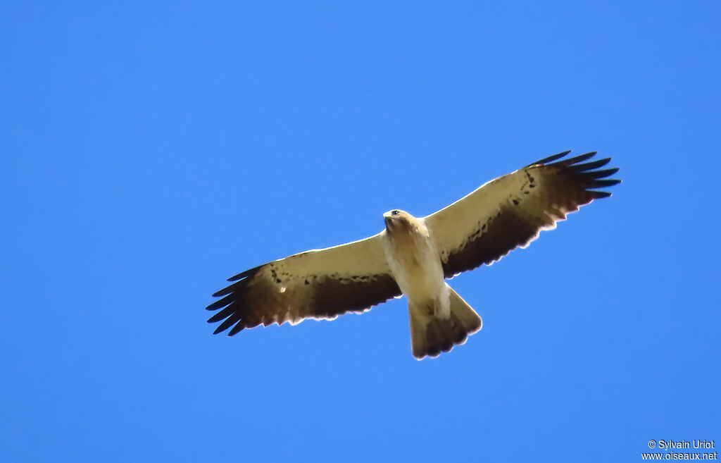 Aigle botté