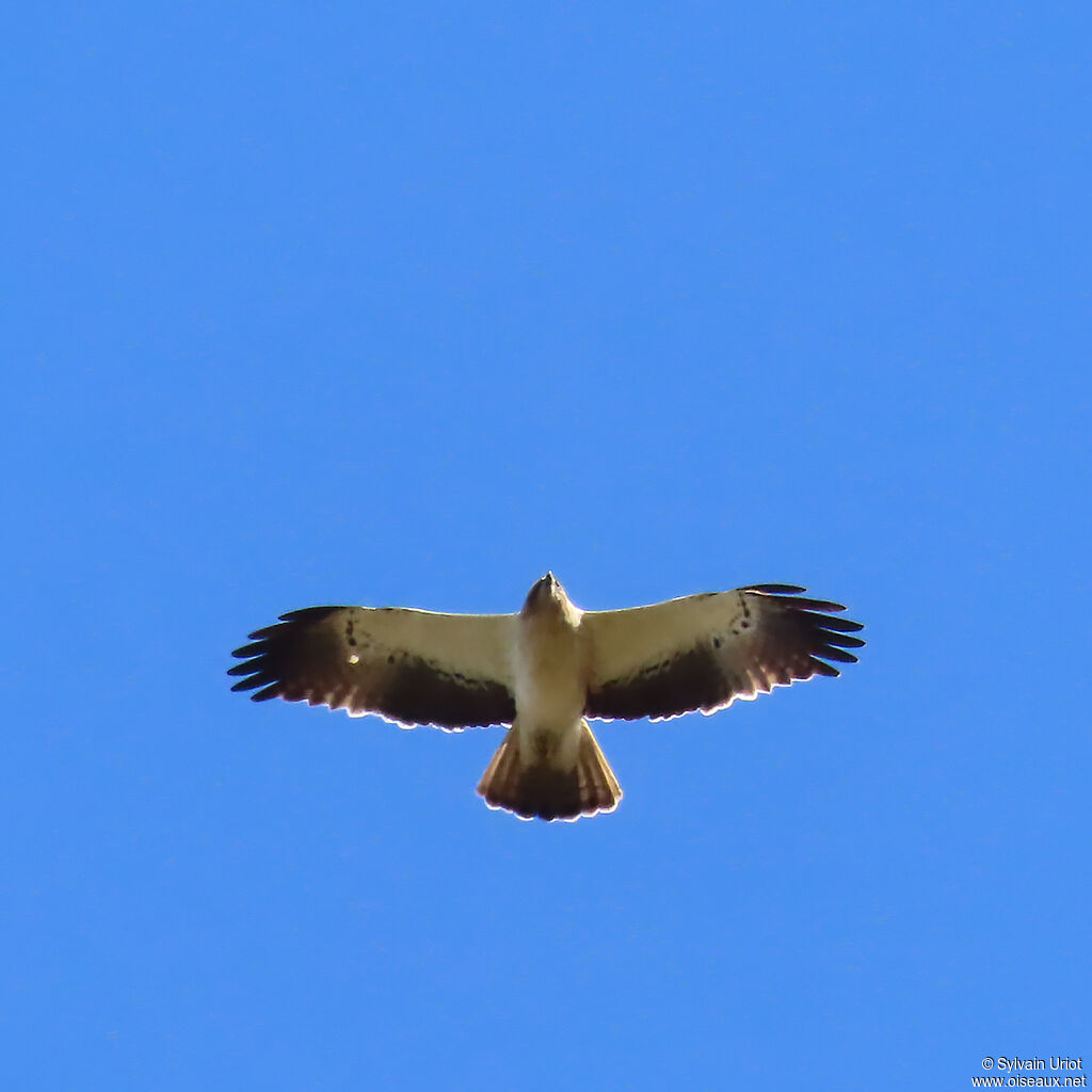 Aigle botté