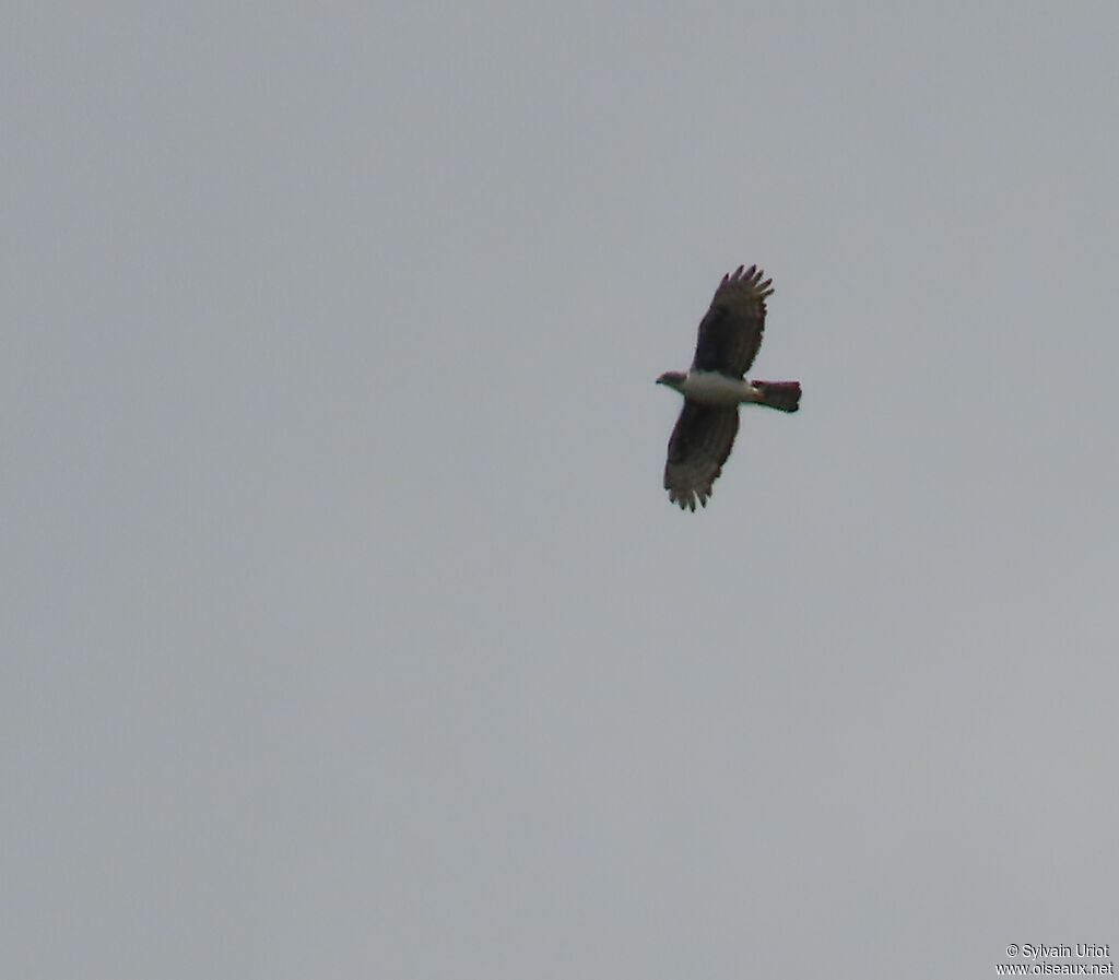 Cassin's Hawk-Eagleadult