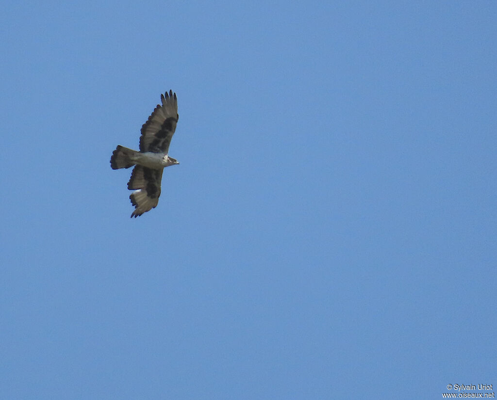 African Hawk-Eagleadult
