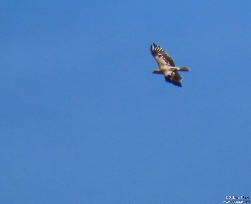 Aigle ibérique