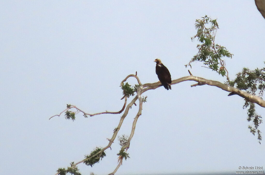Aigle ibérique