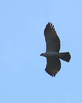 Aigle noir et blanc