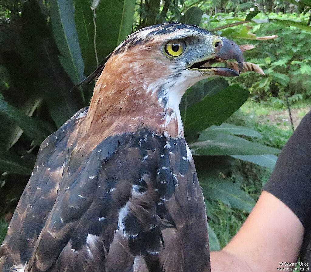 Aigle orné mâle adulte