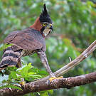 Aigle orné