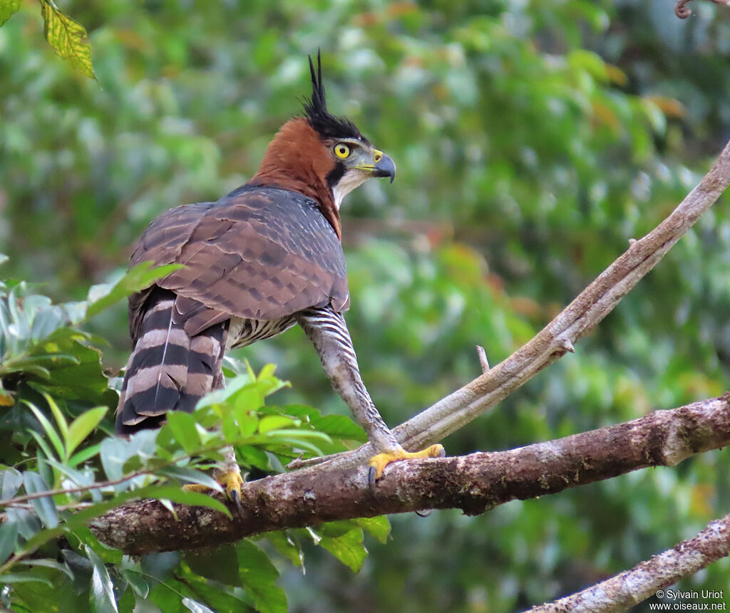 Aigle ornéadulte