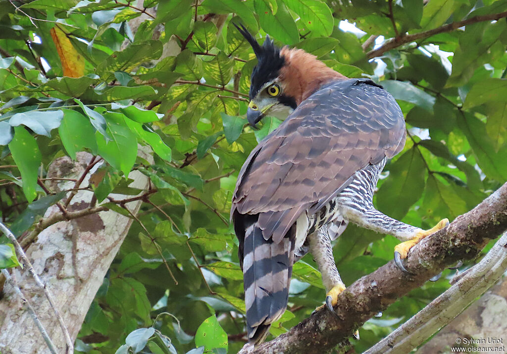 Aigle ornéadulte