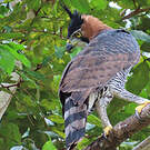 Aigle orné