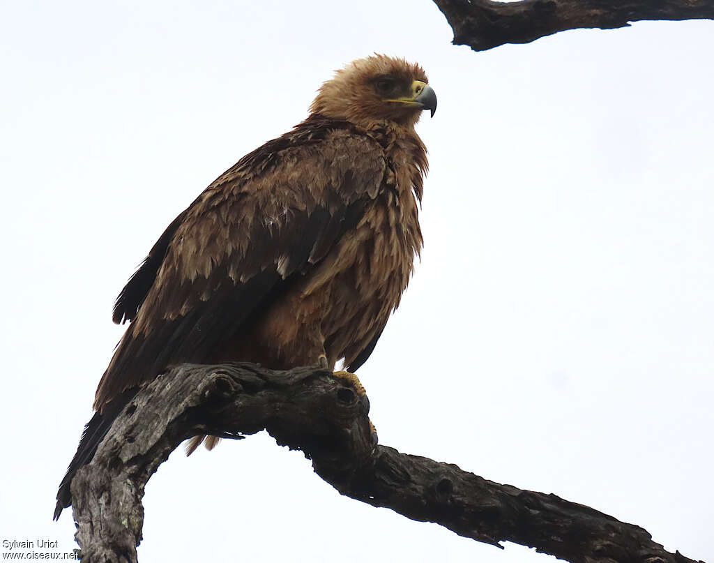 Aigle ravisseurimmature, identification