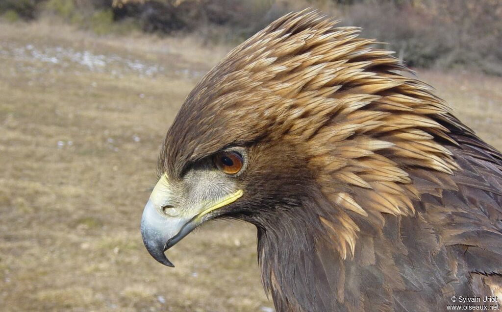 Aigle royalsubadulte, portrait