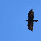 Aigle royal