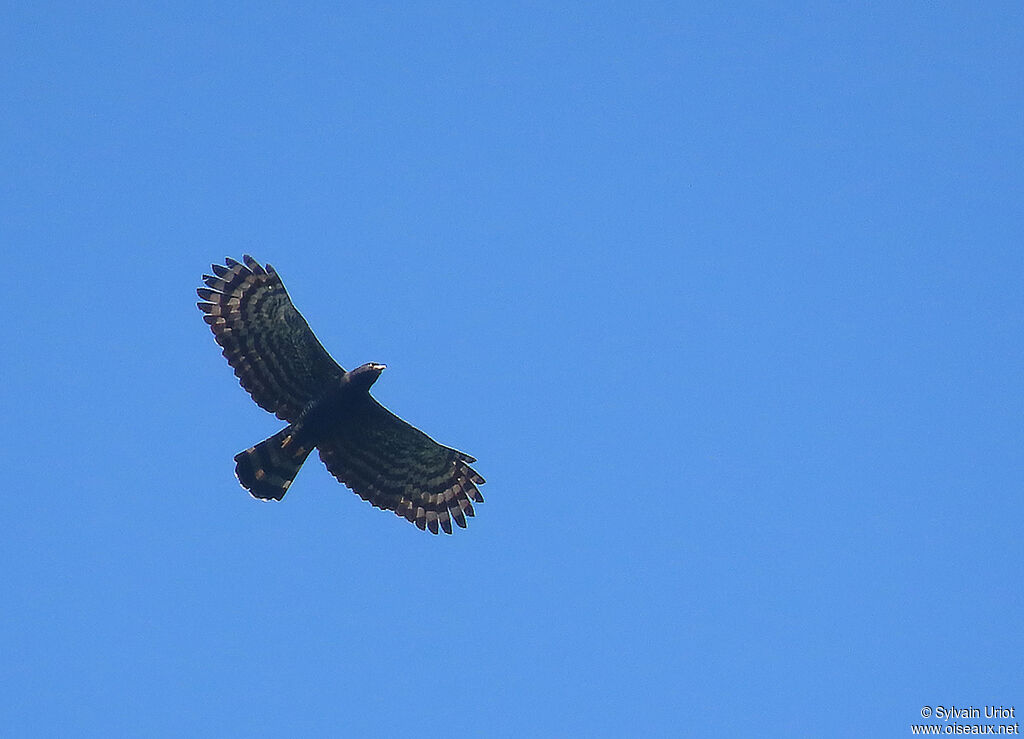 Aigle tyranadulte