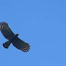 Aigle tyran
