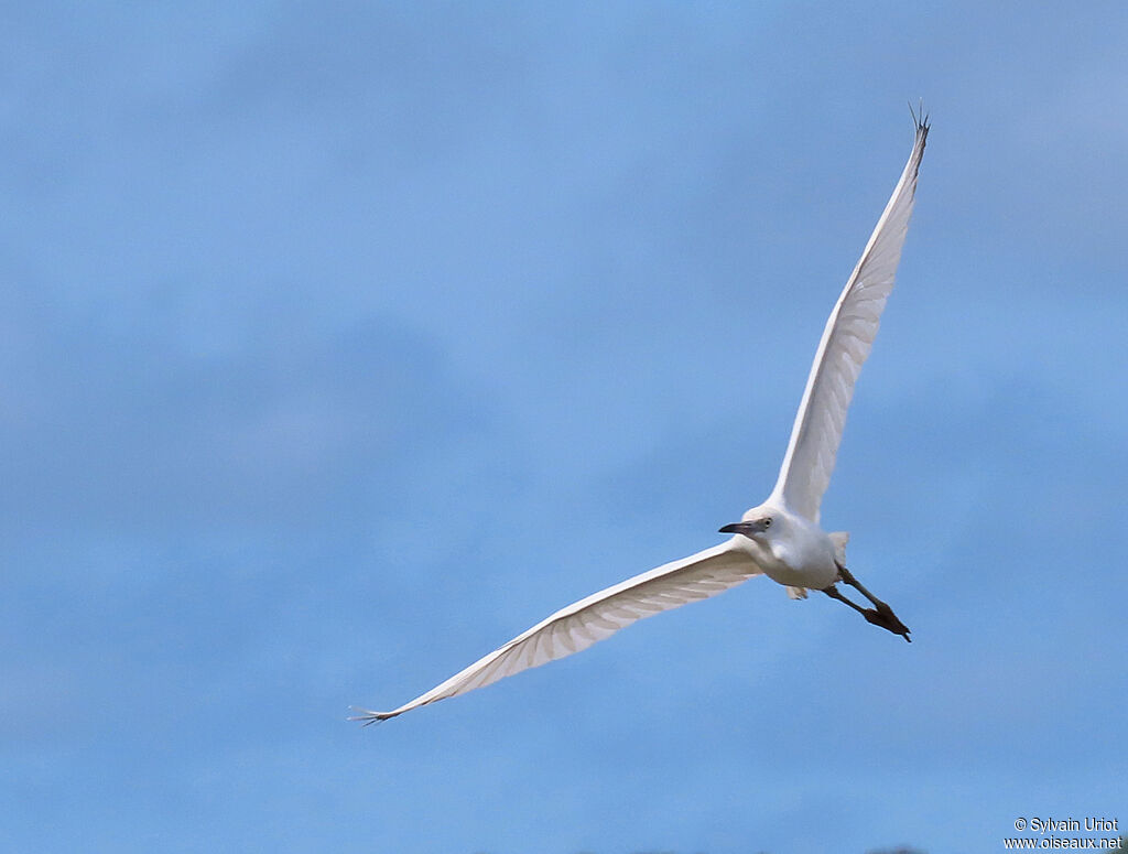 Little Blue Heronjuvenile