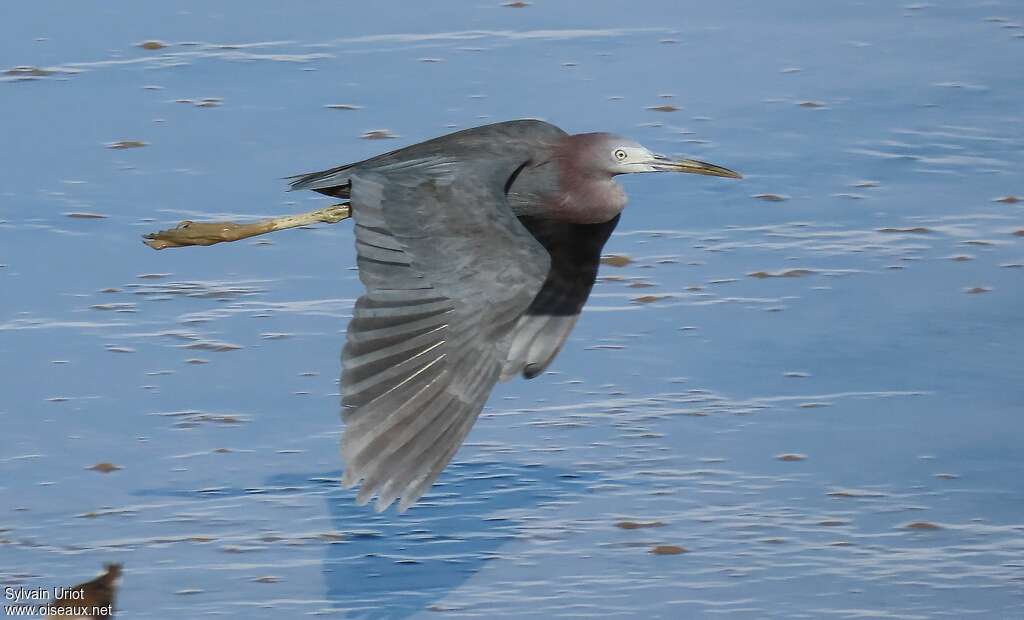Little Blue Heronadult post breeding, Flight