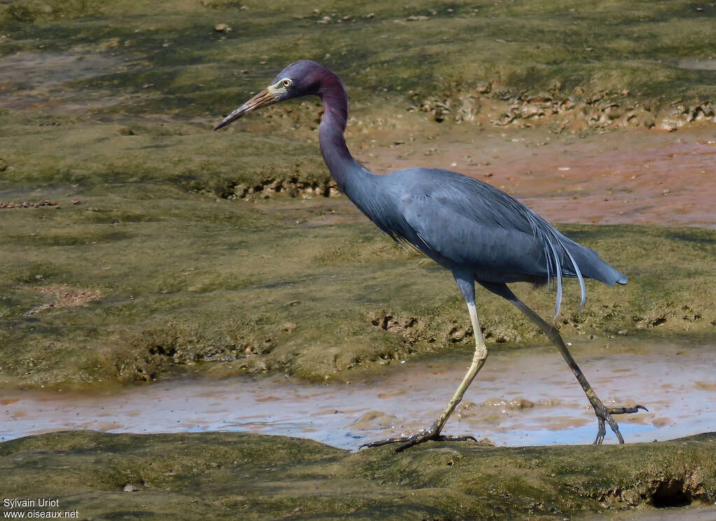 Little Blue Heronadult post breeding, identification, walking