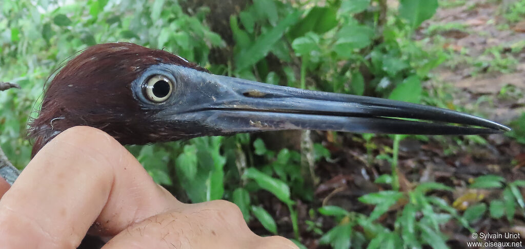 Little Blue Heronadult