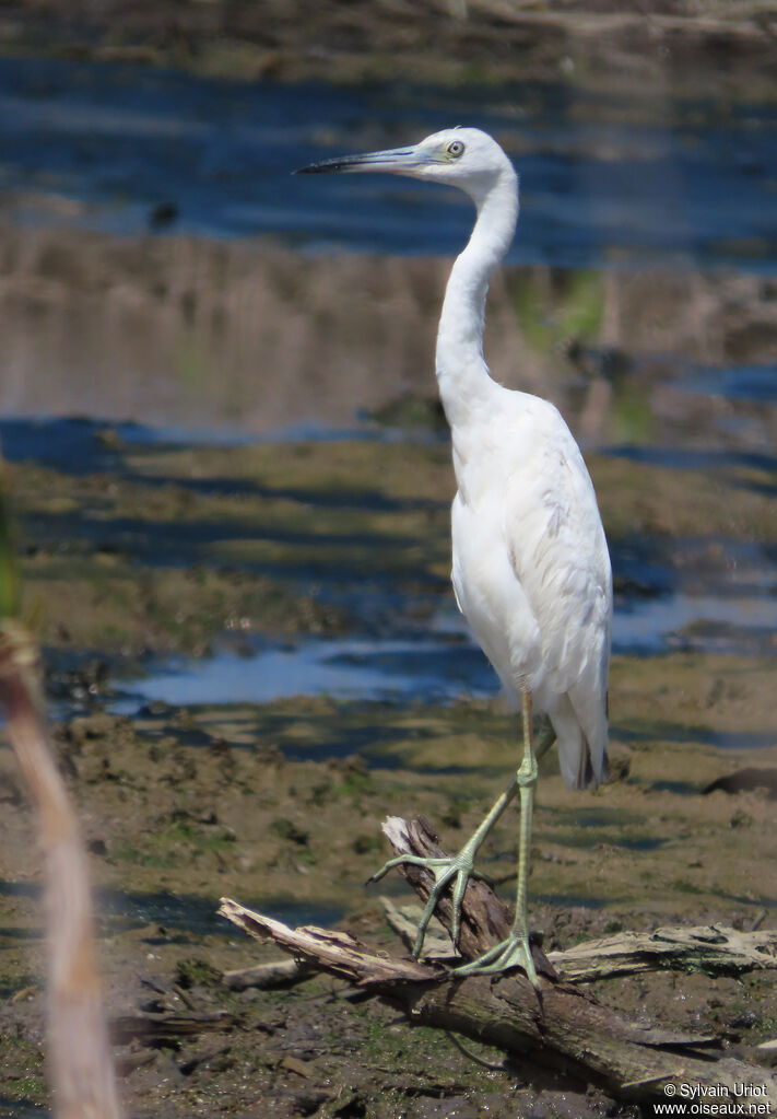 Little Blue Heronjuvenile