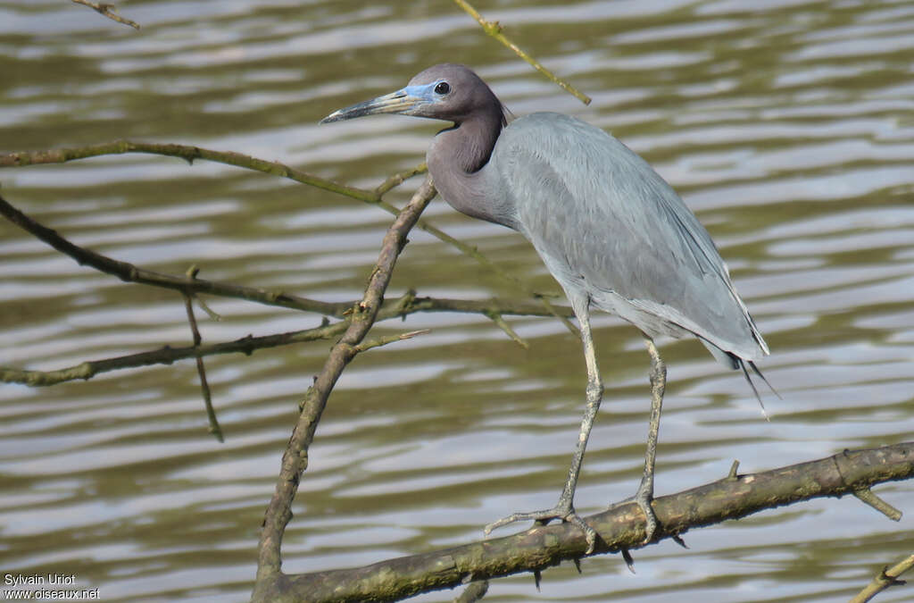 Little Blue Heronadult breeding, identification
