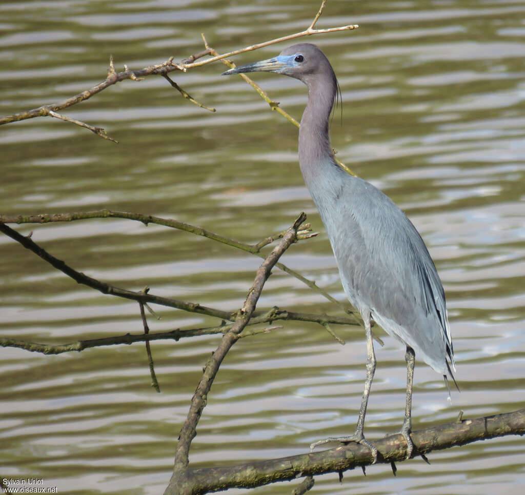 Little Blue Heronadult breeding, identification