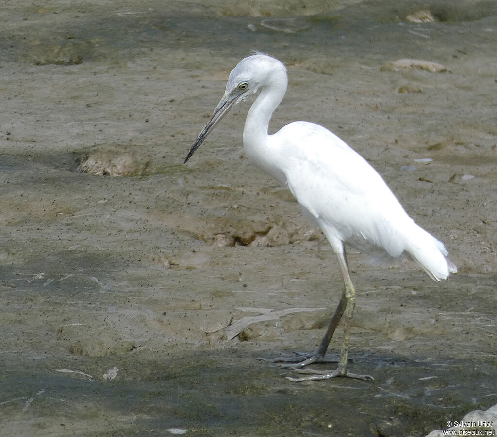 Little Blue Heronimmature