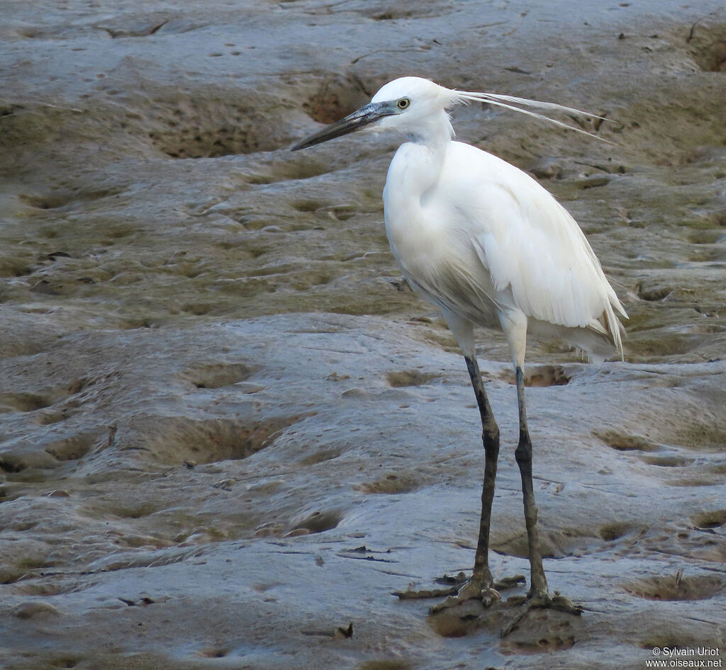 Little Egretadult