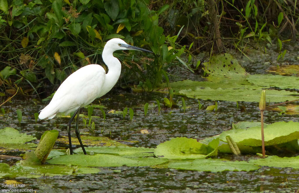 Little Egretadult, habitat