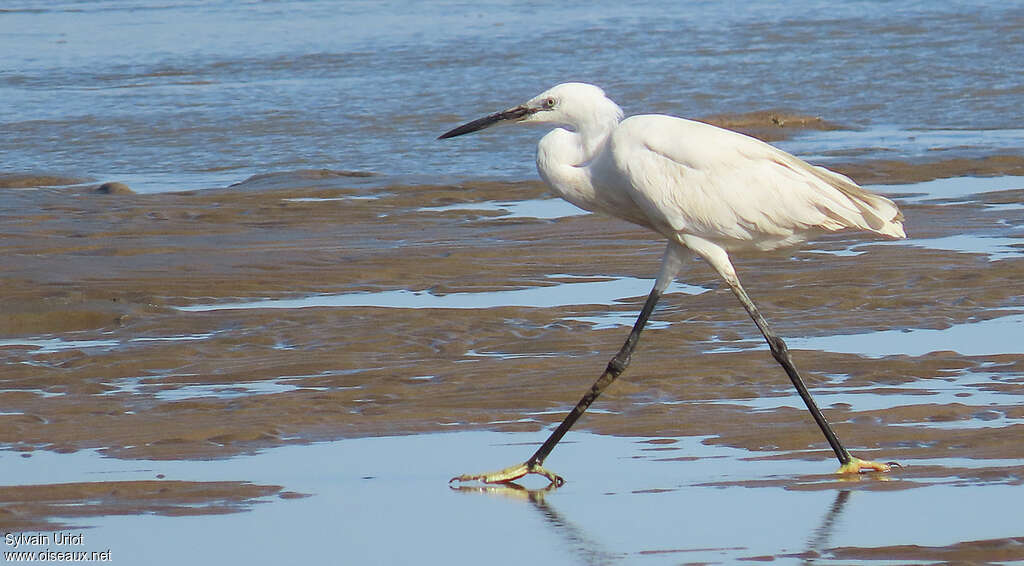 Little Egretadult, walking