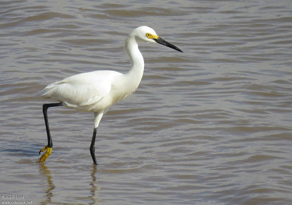 Aigrette neigeuseadulte internuptial, identification, marche
