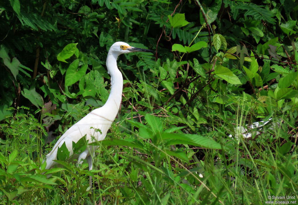 Aigrette neigeuseadulte