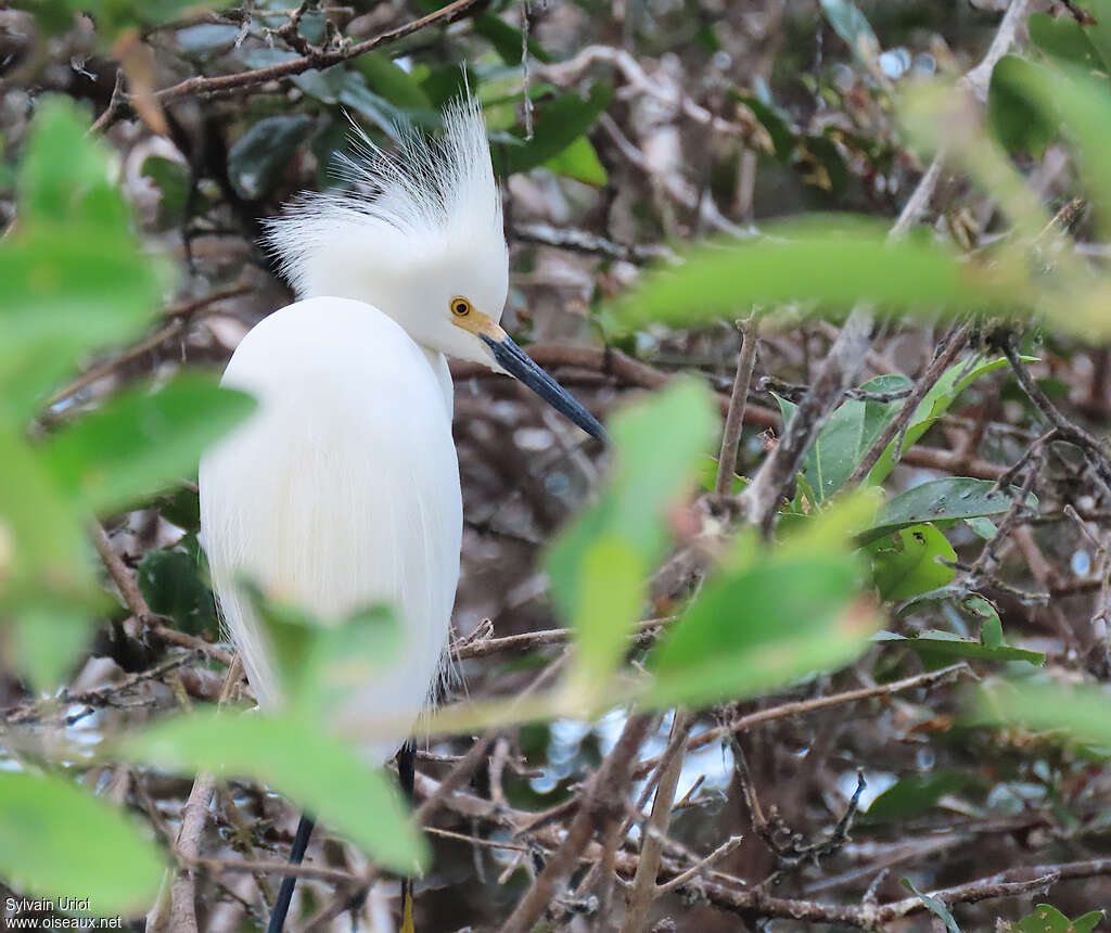 Aigrette neigeuseadulte nuptial, identification, Nidification