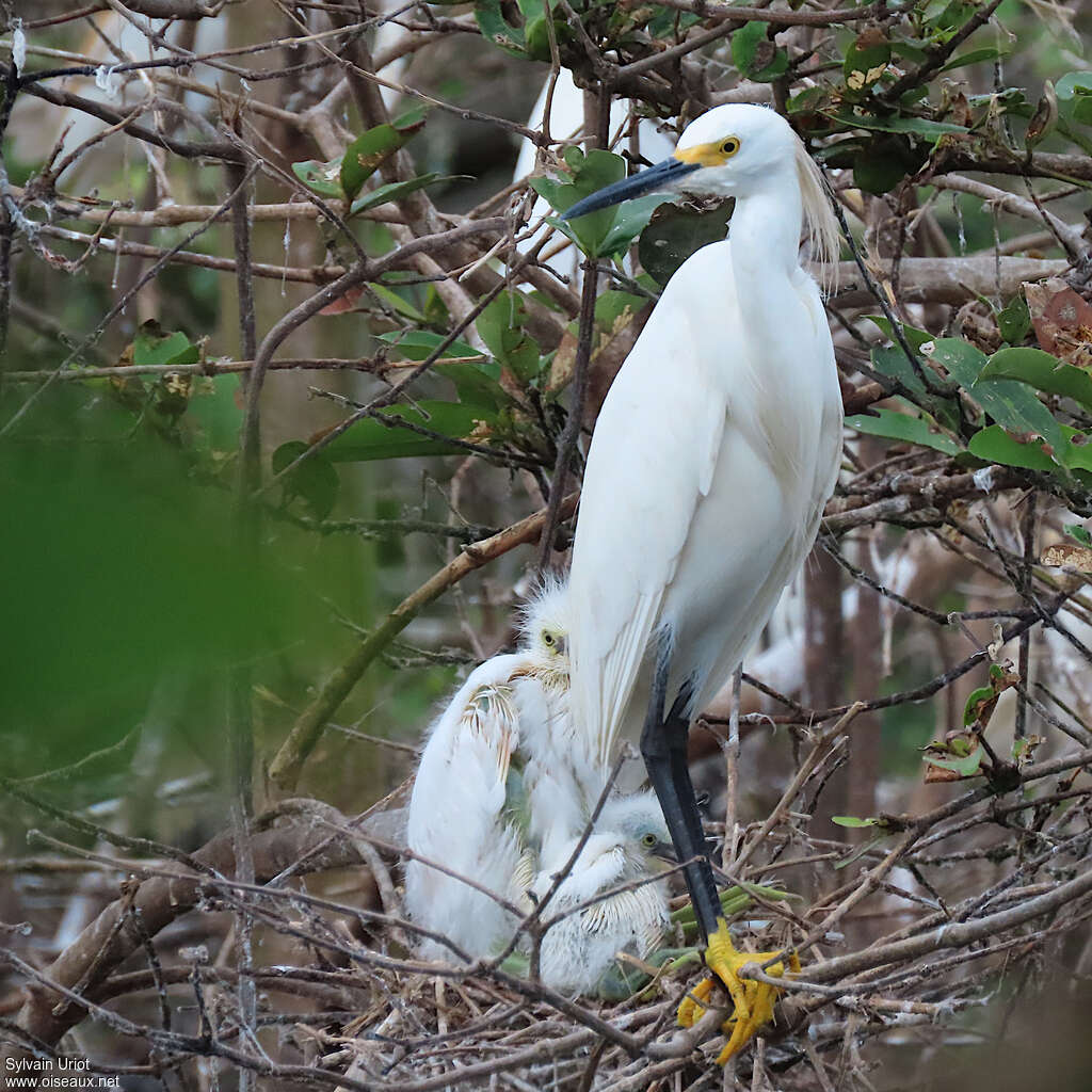 Aigrette neigeuseadulte nuptial, identification, Nidification