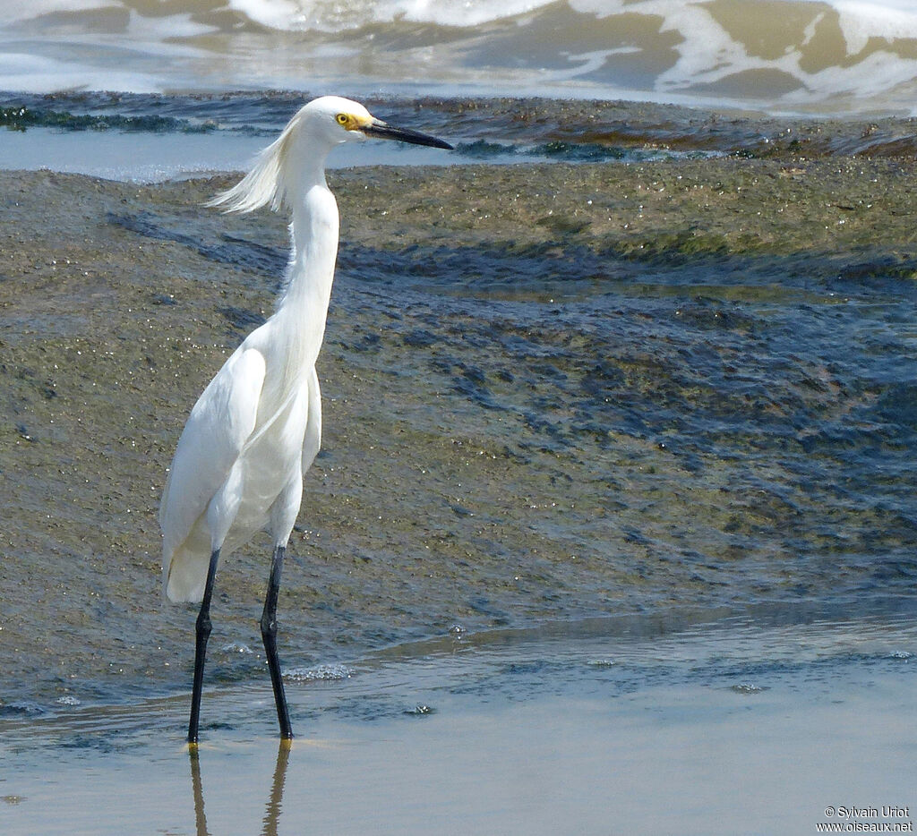Aigrette neigeuse