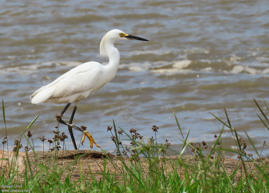 Aigrette neigeuseadulte, identification, marche
