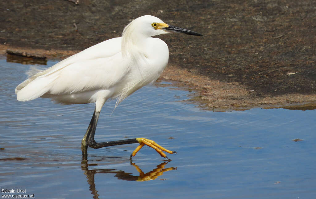 Aigrette neigeuseadulte transition, identification, marche
