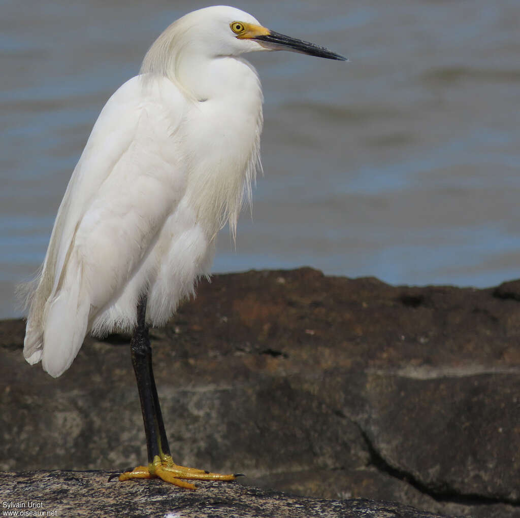 Aigrette neigeuseadulte nuptial, identification