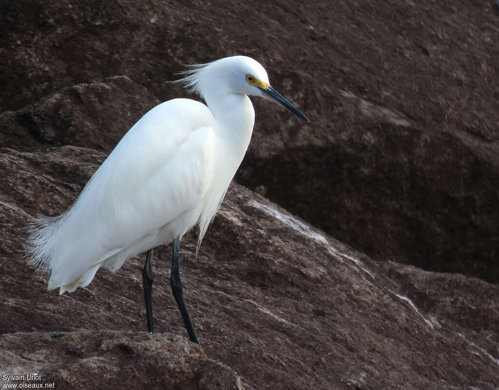 Aigrette neigeuseadulte internuptial, identification