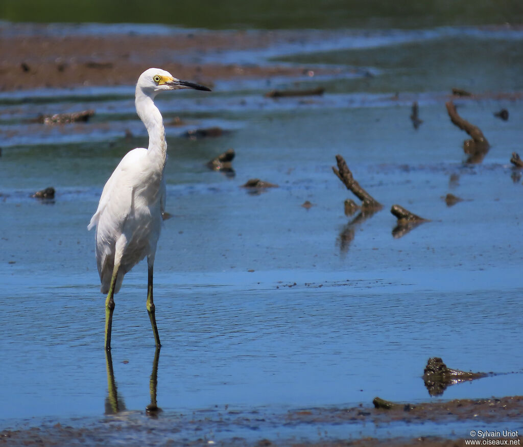 Snowy Egretadult
