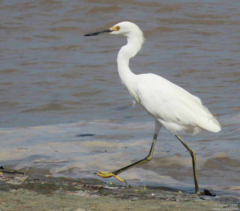 Aigrette neigeuseadulte internuptial