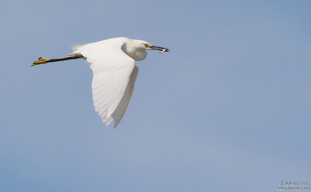 Snowy Egret