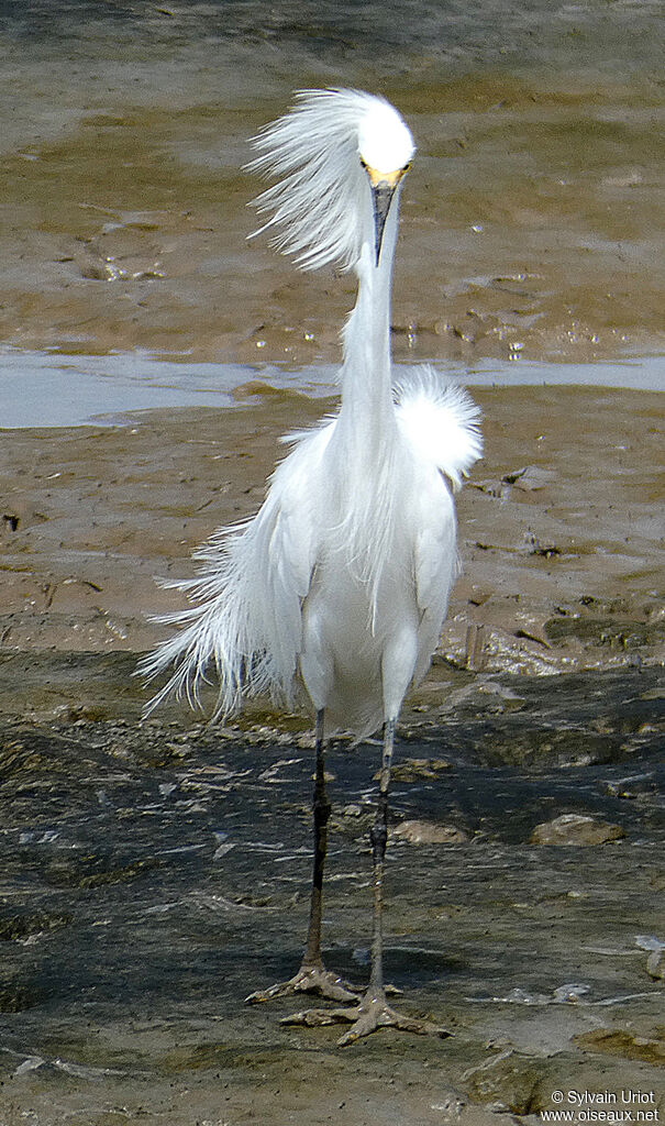 Aigrette neigeuseadulte nuptial