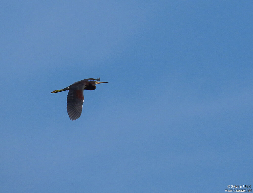 Tricolored Heronimmature