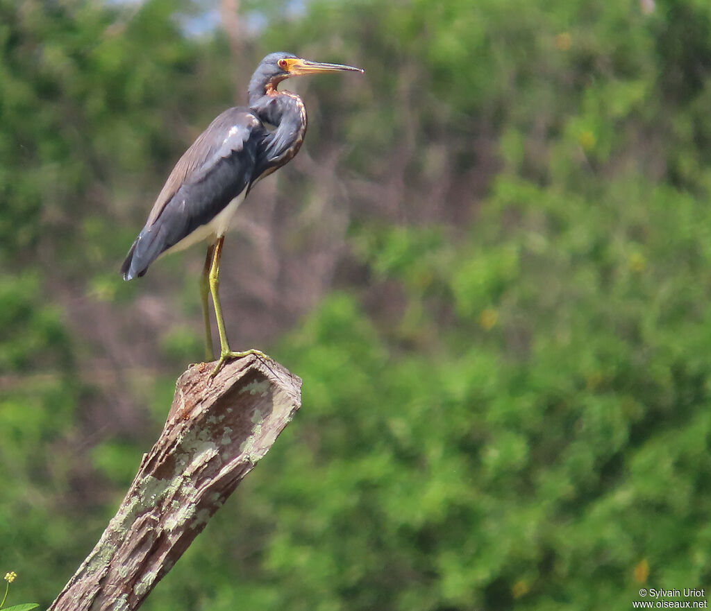 Tricolored Heronadult