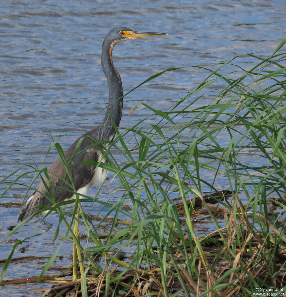 Aigrette tricoloreadulte