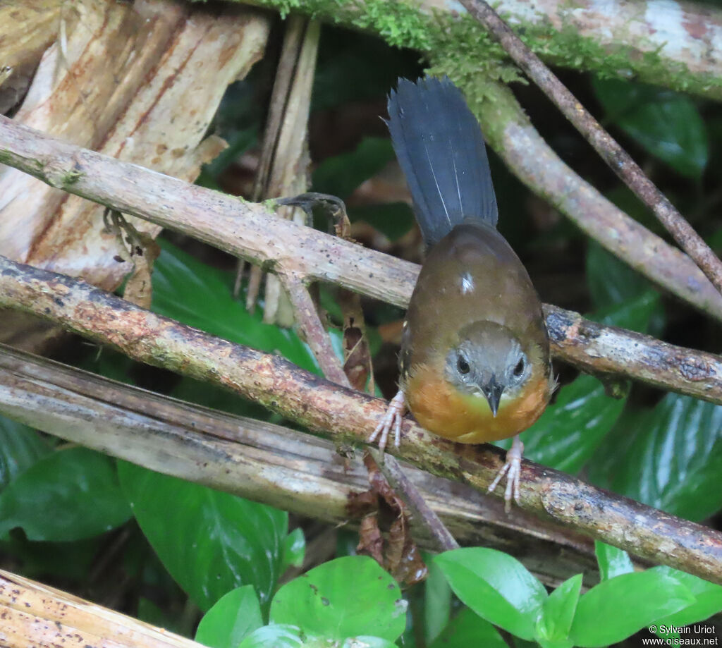 Black-throated Antbird